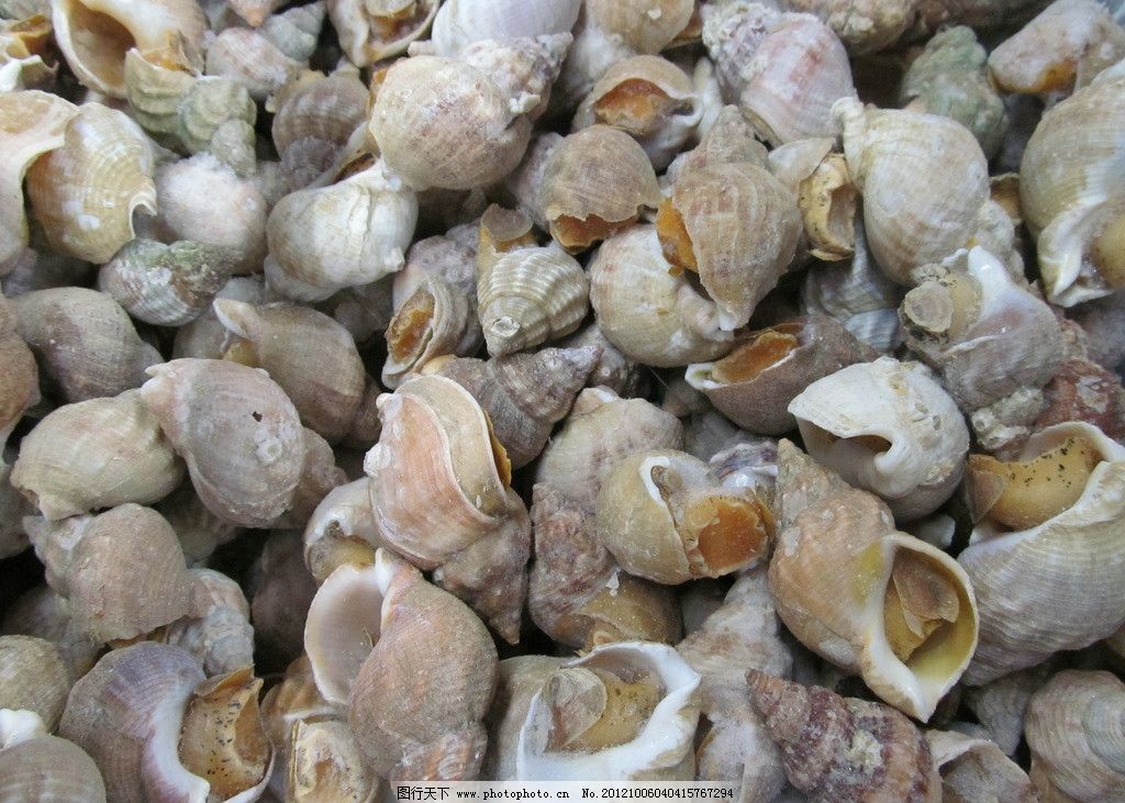 翡翠螺 加拿大翡翠螺图片