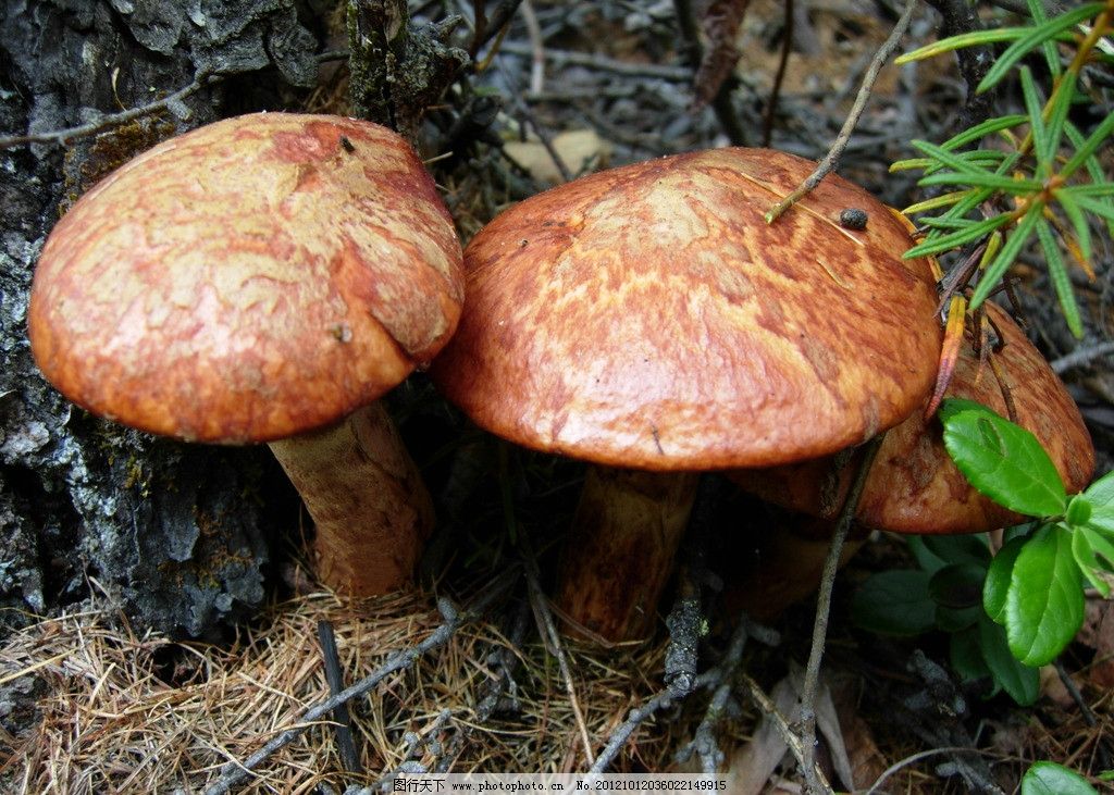 蘑菇大师来看看这什么什么品种有没有毒