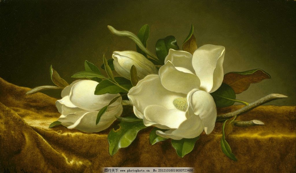 玉兰花图片大全