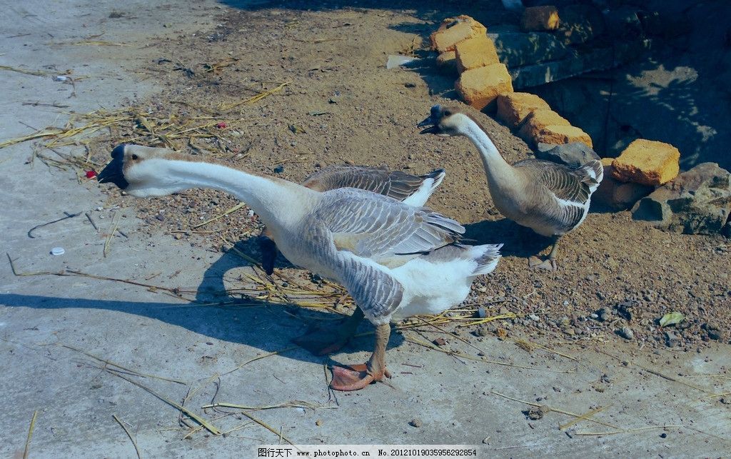 家鹅图片_家禽家畜_生物世界_图行天下图库