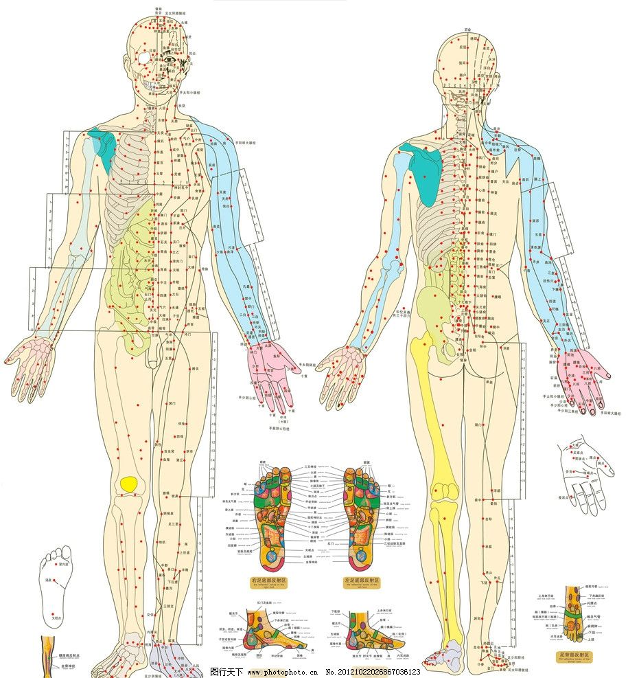 高清人体骨骼图图片