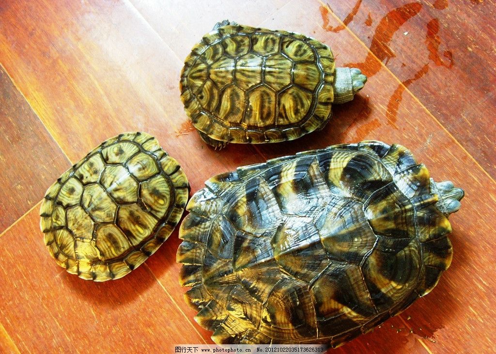 乌龟 巴西龟 爬行 小乌龟 海洋生物 生物世界 摄影 96dpi jpg图片