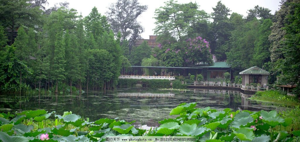 荷花池 河唐月色 广州公园风景 自然风景 自然景观 摄影 240dpi jpg