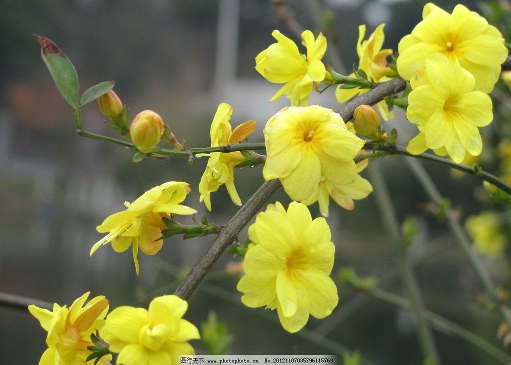 迎春花 黄花 春天 花草 生物世界 摄影 180dpi jpg