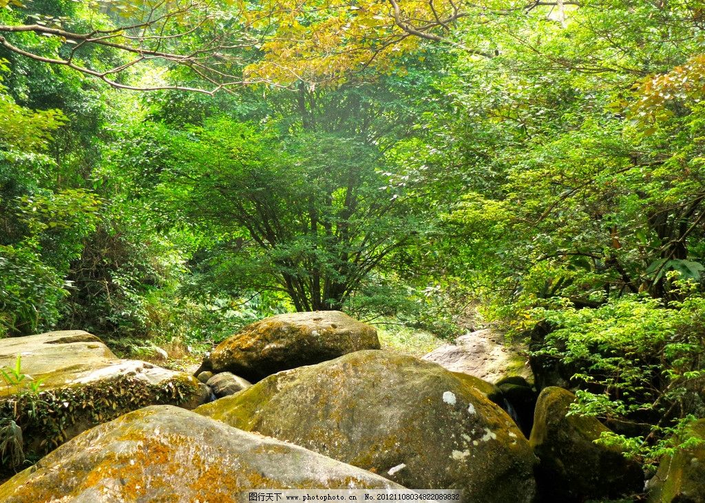 树枝基础树叶报告石头机械自然风景自然景观摄影350dpijpg溪谷设计树林的山谷图片