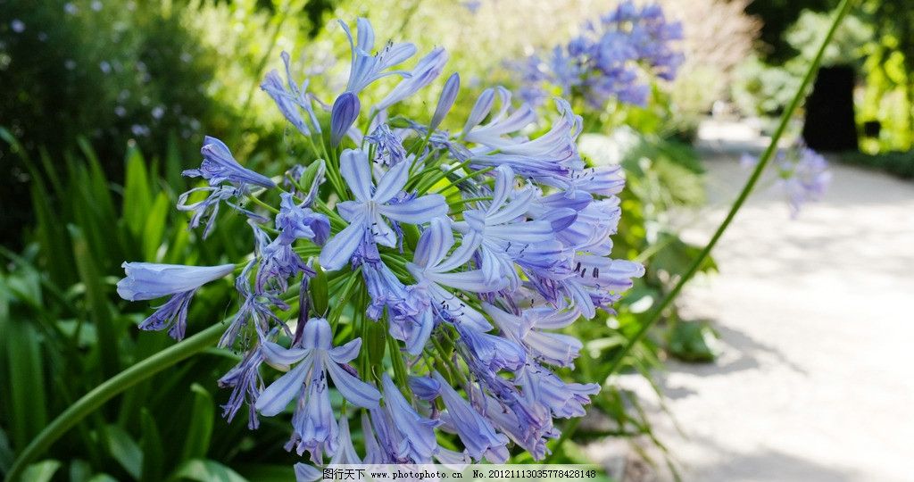 蓝色花 紫色 地中海 花卉 特写 比岸花 午后阳光
