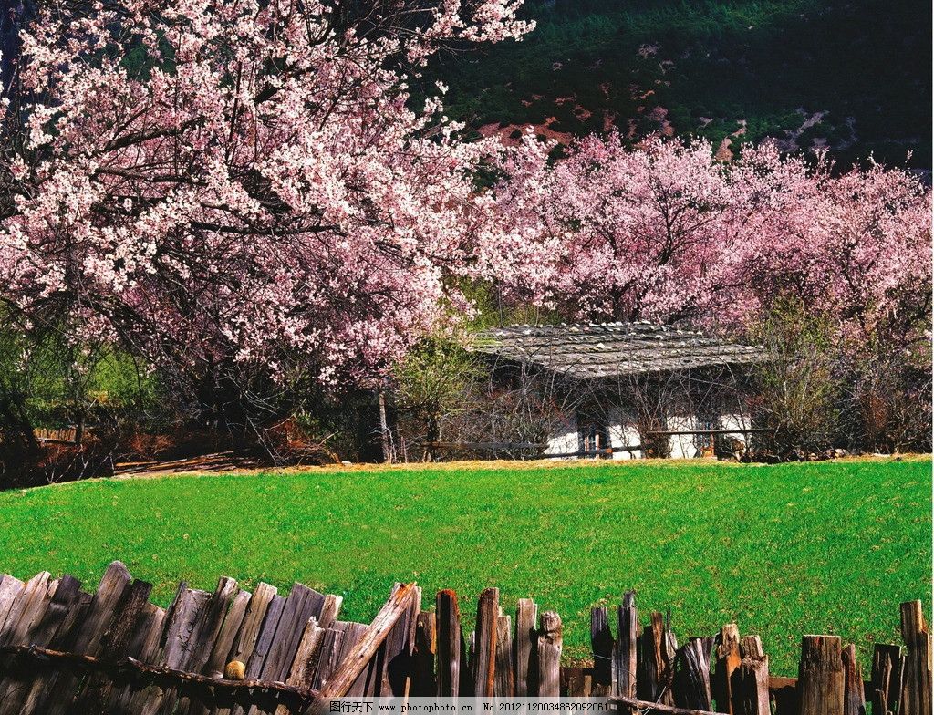 林芝桃花节图片,西藏 拉萨 域外 天堂 纯净 自然