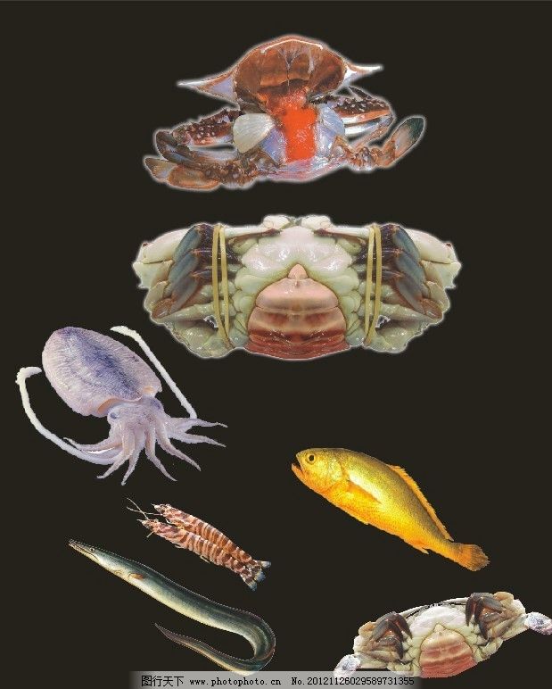 螃蟹黄鱼墨鱼鳗鱼海鲜图片