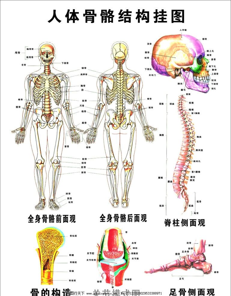 人体骨骼结构图(位图素材)图片