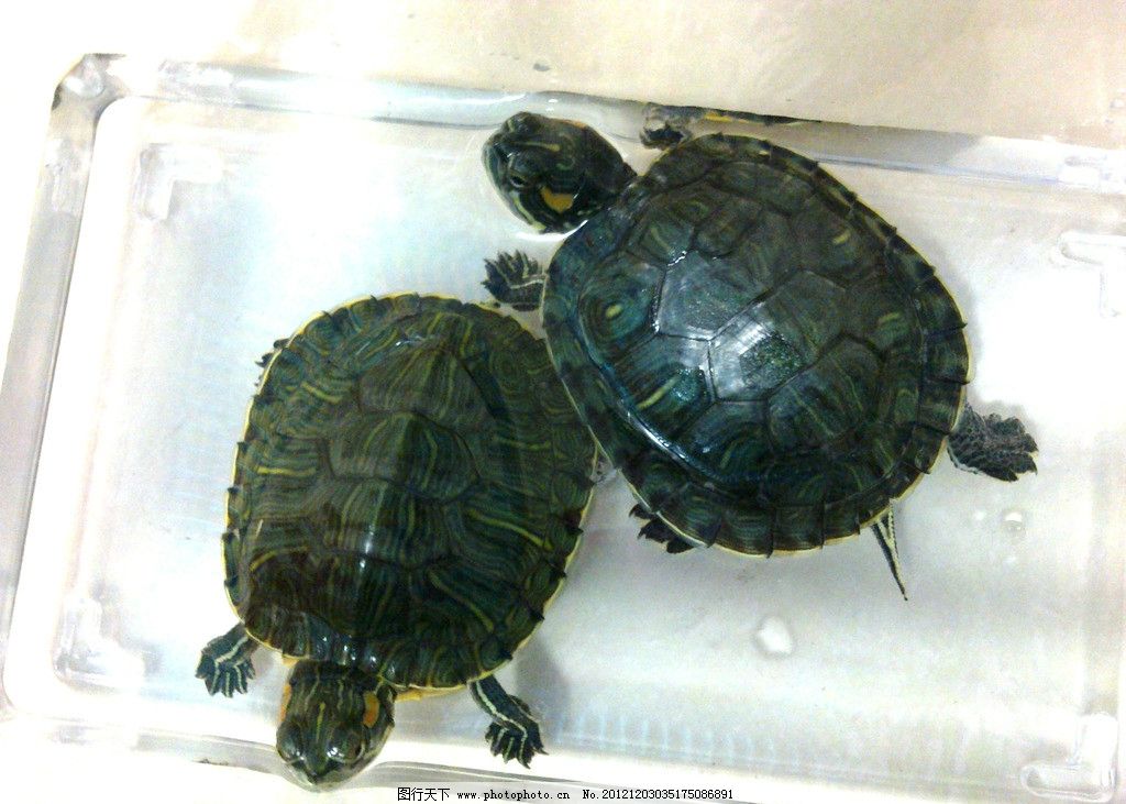 巴西龟 宠物 红耳龟 热带 可爱 小 海洋生物 生物世界 摄影 300dpi图片