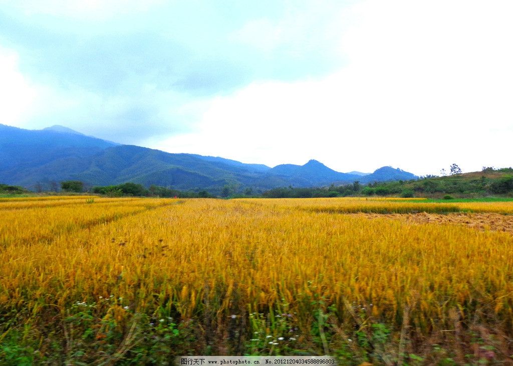 田园 稻田 水稻 田野 成熟 山峦 天空 杂草 田园风光 自然景观 摄影