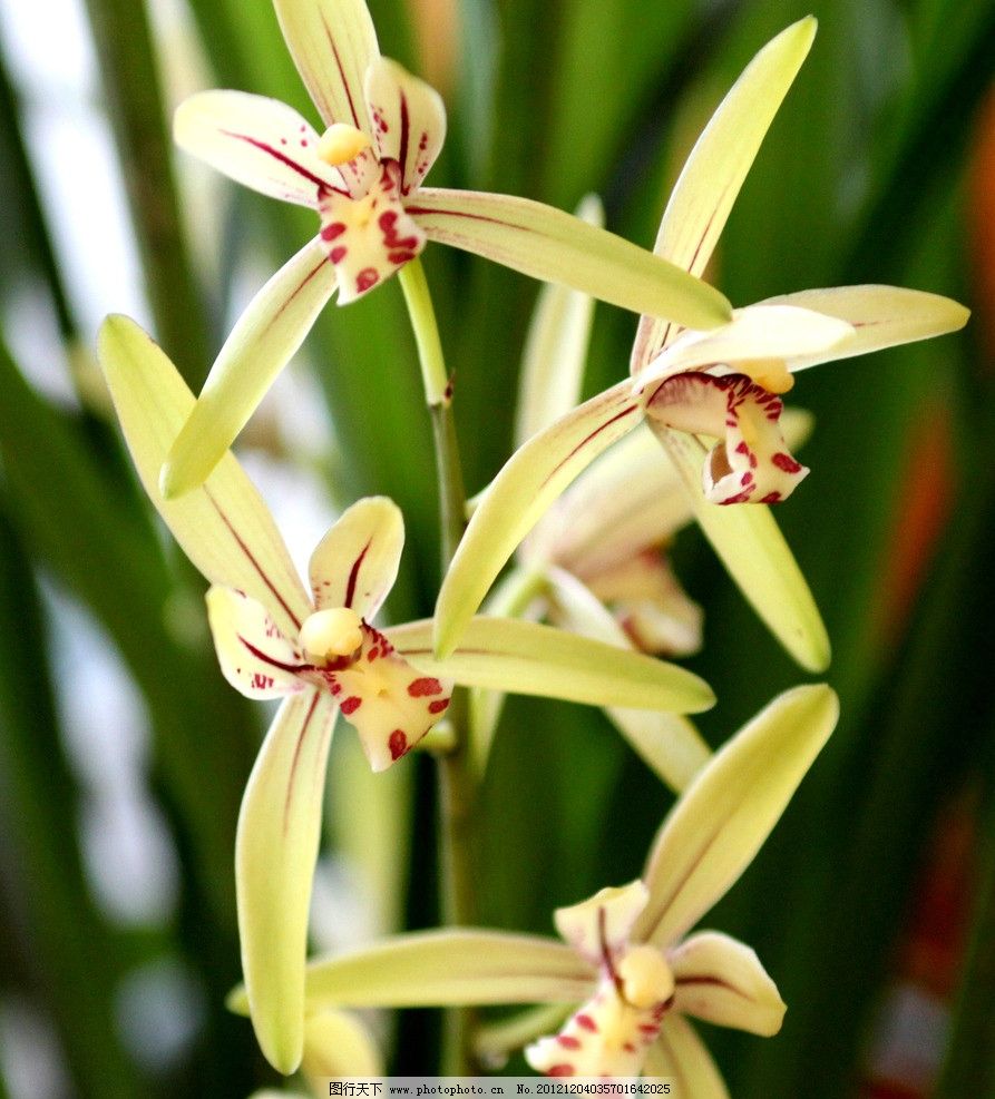 兰花艺术字_兰花 名片设计 名片模板 艺术名片 卡片 名片卡片 广告设计 矢量 cdr