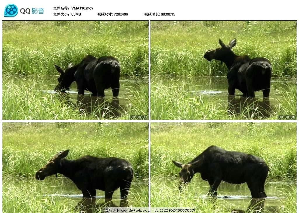 野马四不像视频实拍素材 四不像 沼泽 湿地 河水 小河 小溪 河流 草原 草坪 草地 野马 野生动物 保护动物 珍贵动物 哺乳动物 非洲草原 自然 野外 风景 风光 美景 景色 景观 高清 标清 实拍 视频 背景视频 实拍素材 动态视频 动态素材 视频剪辑 非编素材 高清视频实拍素材 多媒体设计 源文件 MOV
