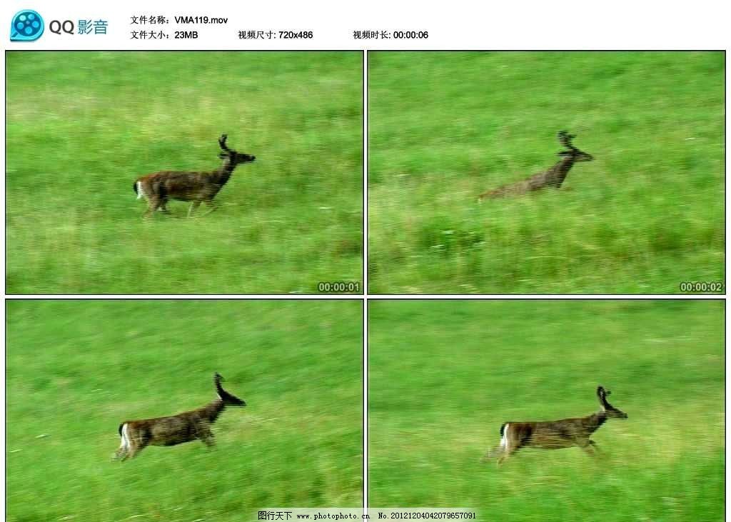 奔跑的小鹿视频实拍素材 小鹿 草原 绿草 草地 奔跑 求生 树林 大树 树木 森林 野生动物 保护动物 珍稀动物 可爱 非洲 大草原 自然 野外 风景 风光 美景 景色 景观 高清 标清 实拍 视频 背景视频 实拍素材 动态视频 动态素材 视频剪辑 非编素材 高清视频实拍素材 多媒体设计 源文件 MOV