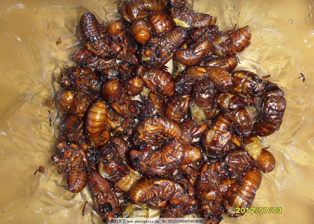 油炸金蝉特写 爬猴 摄影