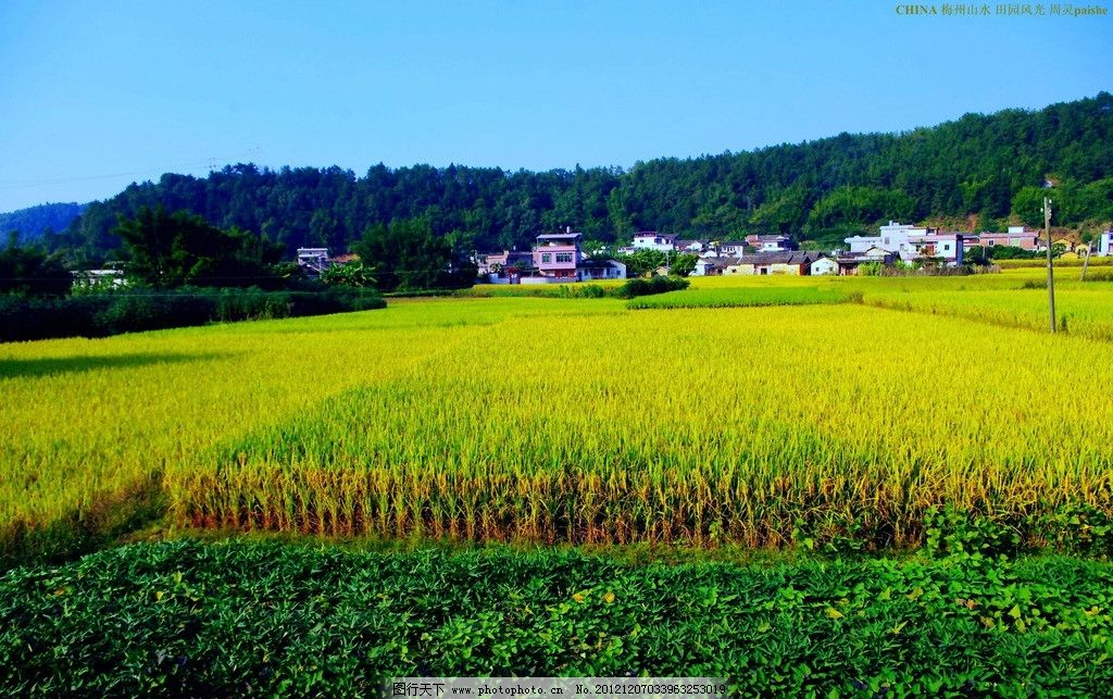 国内旅游 山水风景 田园风光 广东 梅州 长沙 罗衣 稻田 水稻 民居