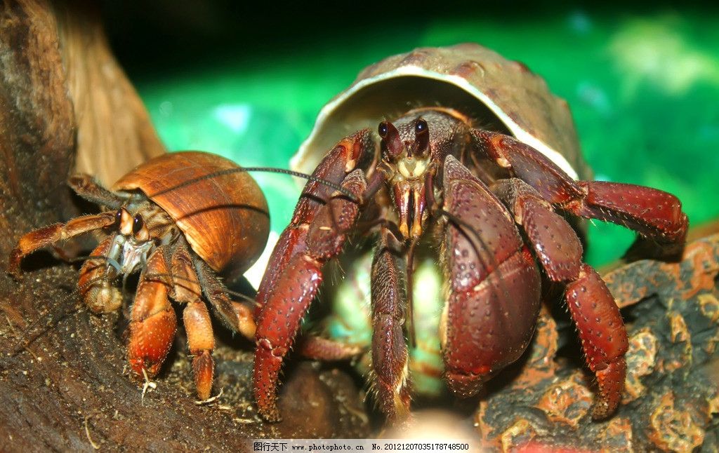 寄居蟹 海洋生物 节肢动物 白住房 干住屋 蟹 蟹类 螃蟹 寄居蟹图片_动物世界 寄居蟹 海洋生物 节肢动物 白住房 干住屋 蟹 蟹类 螃蟹 寄居蟹图片 寄居蟹素材 生物世界 摄影 72DPI JPG