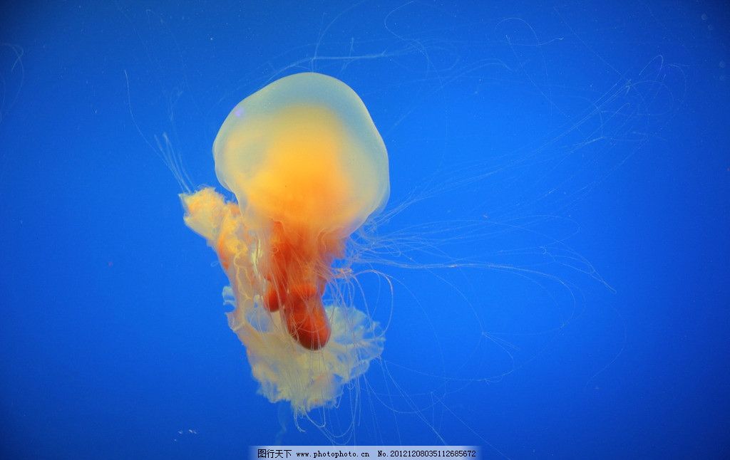 海洋生物图片图片