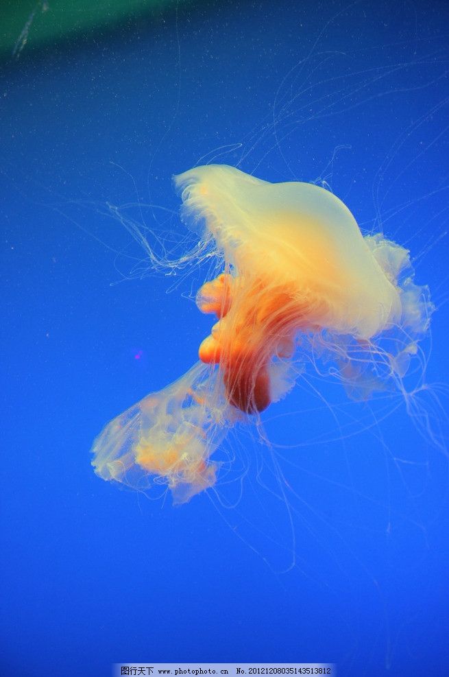 海洋生物图片图片