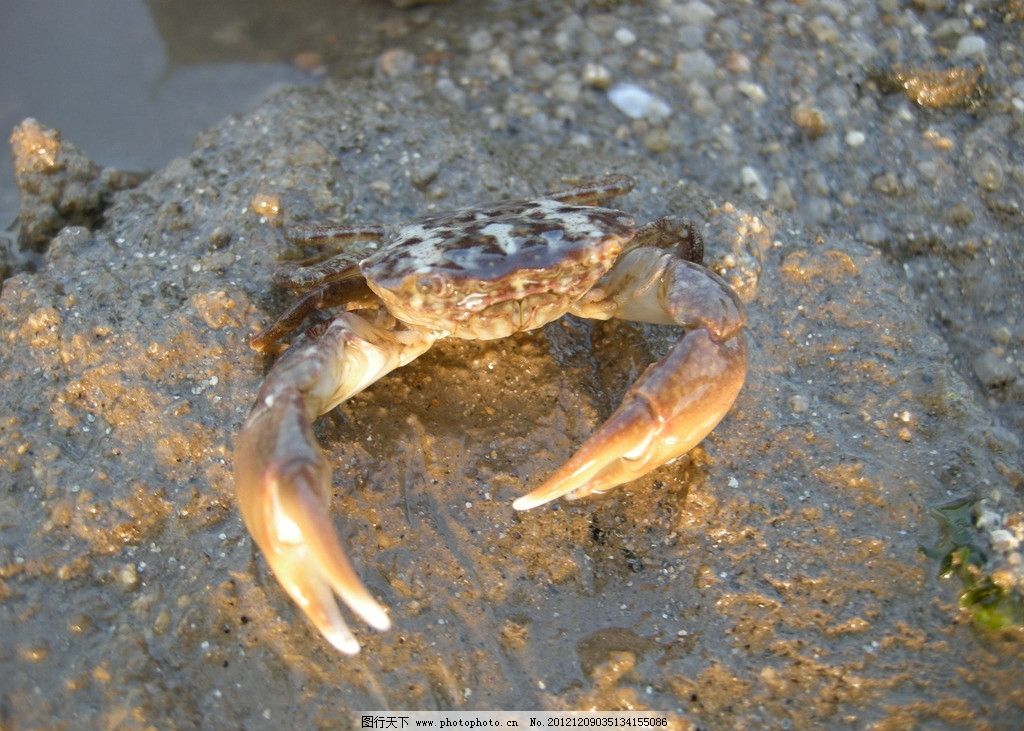 螃蟹图片,大海 潮汐 海洋生物 生物世界 摄影-图行天下图库