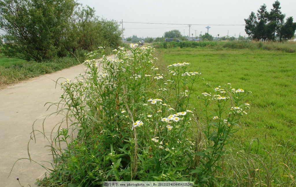 路边草 小草 道路 远树 蓝天 草地 自然风景树 山水风景 自然景观