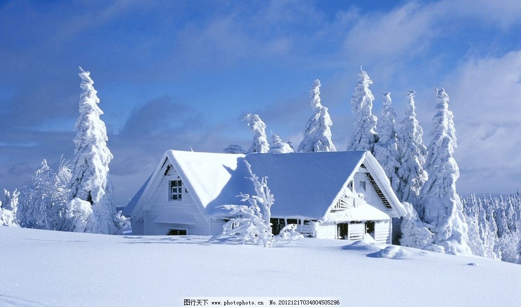 雪松图片,雪地 雪景 松树 瑞雪 冬雪 积雪 冰冷-