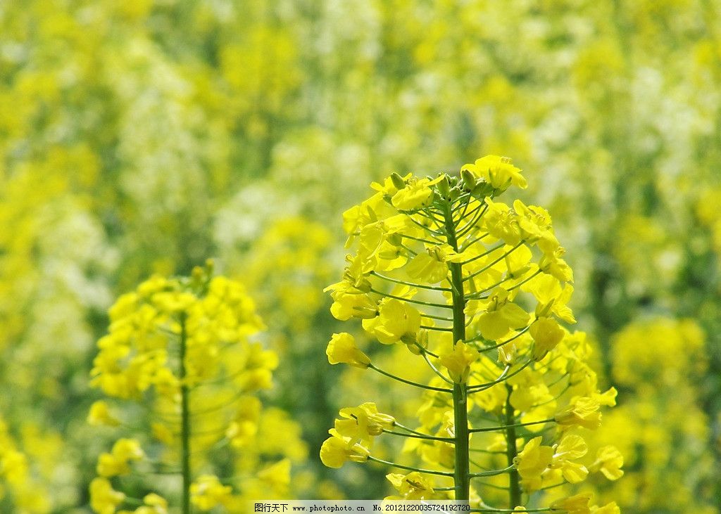 油菜花图片图片