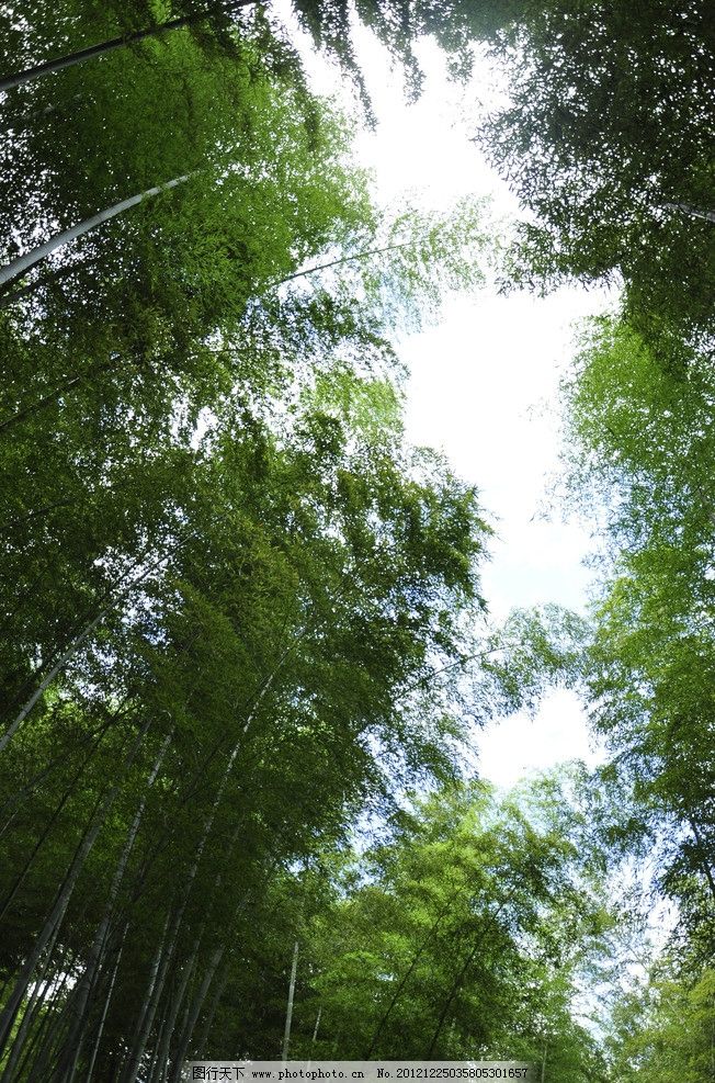 竹林 蓝天 竹子 竹叶子 绿叶 树木树叶 生物世界 摄影 300dpi jpg图片