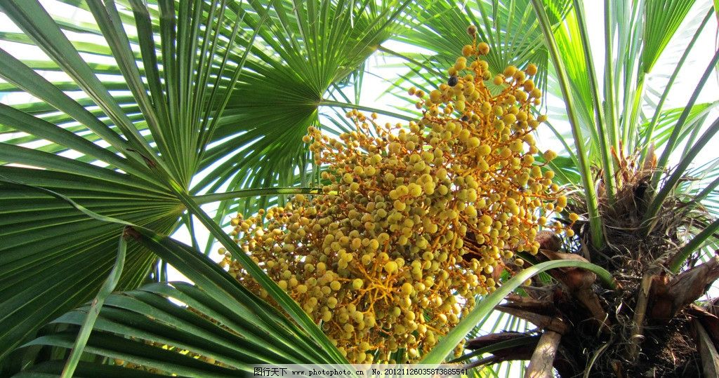 棕树,黄色果果,绿叶,蓝天,树木树叶,生物世界,摄影,180DPI,JPG