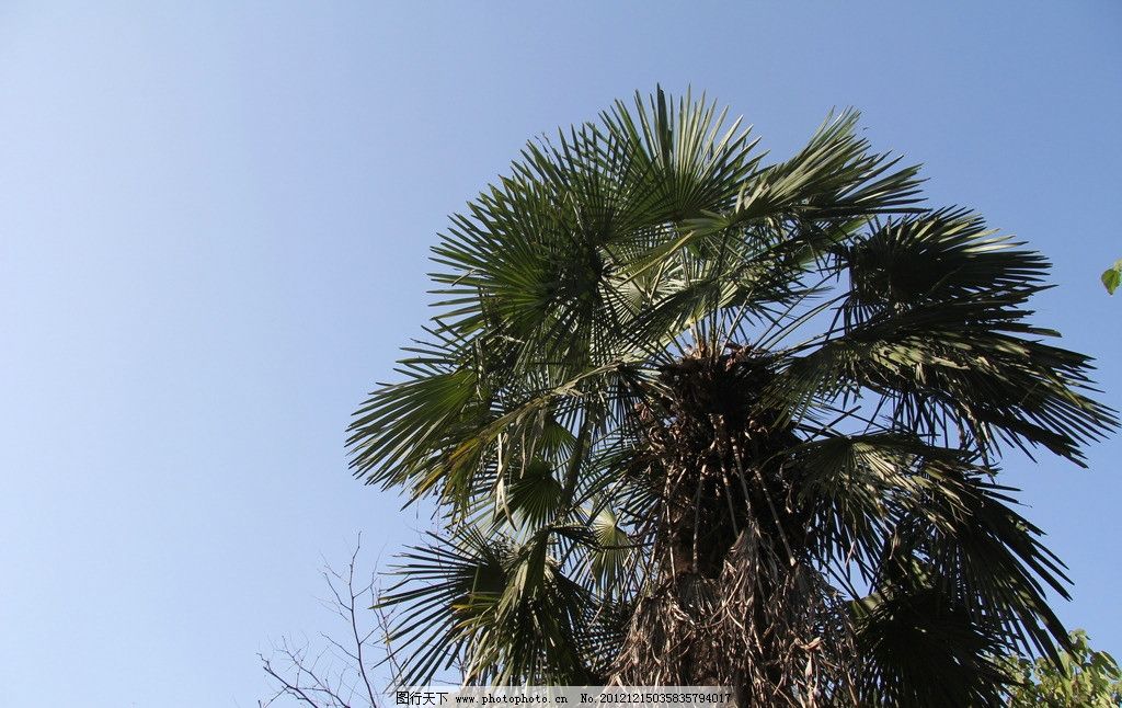 棕树,蓝天,高清,树叶,树木树叶,生物世界,摄影,72DPI,JPG